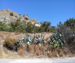 Plantatie de fistic si aloe in insula